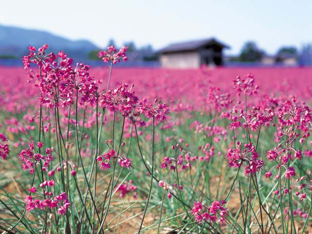 三年子らっきょうの花